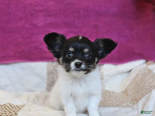 Papillon dogs - Ad 3