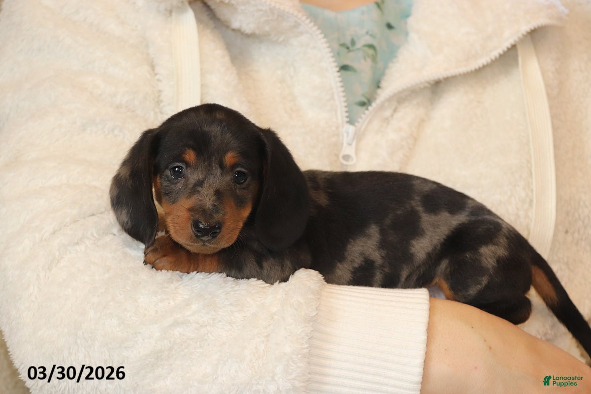 Miniature Dachshund dogs Parker - Ad 2