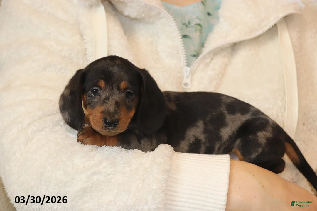 Miniature Dachshund dogs for sale: Parker - Ad 2