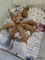 Goldendoodle Puppy 3