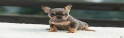 French Bulldog dogs for sale: Ivy - Ad 3