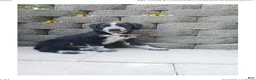 Mixed Breed dogs for sale: Mabel - Ad 5