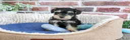 Miniature Schnauzer dogs for sale: Jeremy - Ad 11