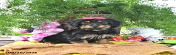 Yorkshire Terrier dogs for sale: Tabitha - Ad 4