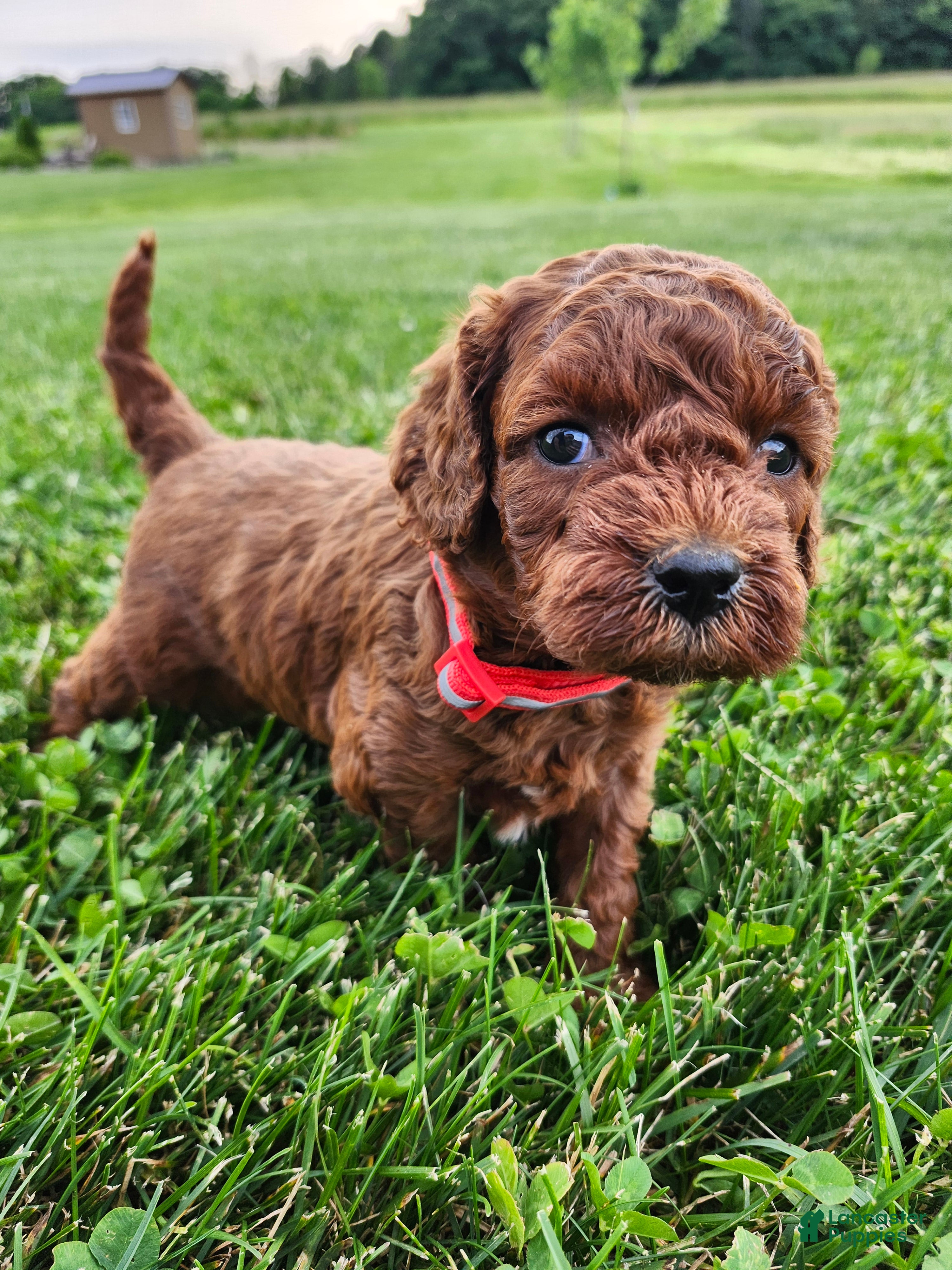Cavapoo dogs Forrest  - Ad 1