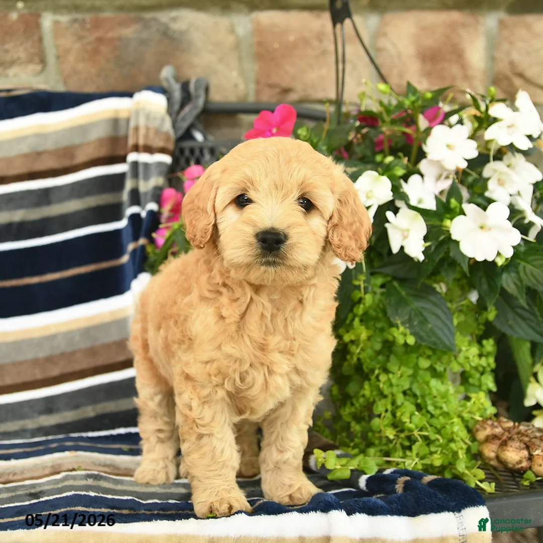 Mini Goldendoodle dogs for sale: Eden  - Ad 1
