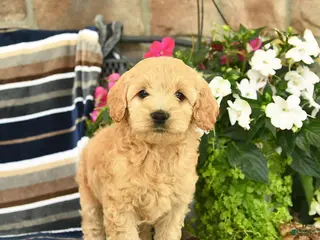 Mini Goldendoodle dogs for sale: Eden - Ad 3