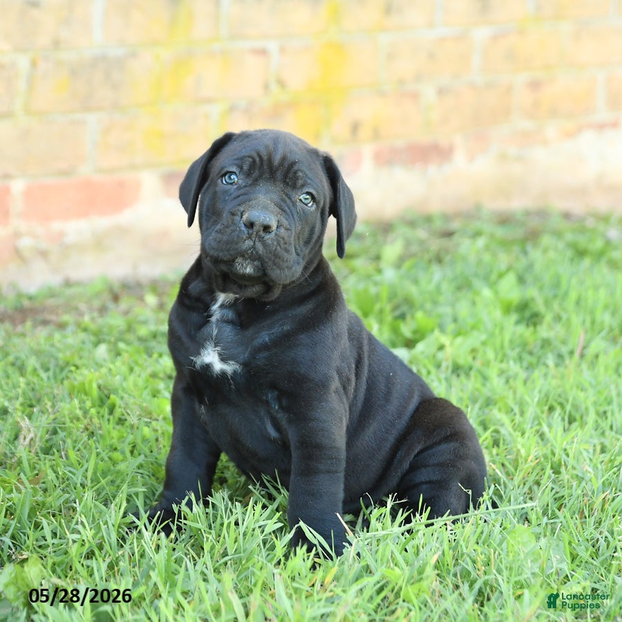 Cane Corso dogs Dallas - Ad 2
