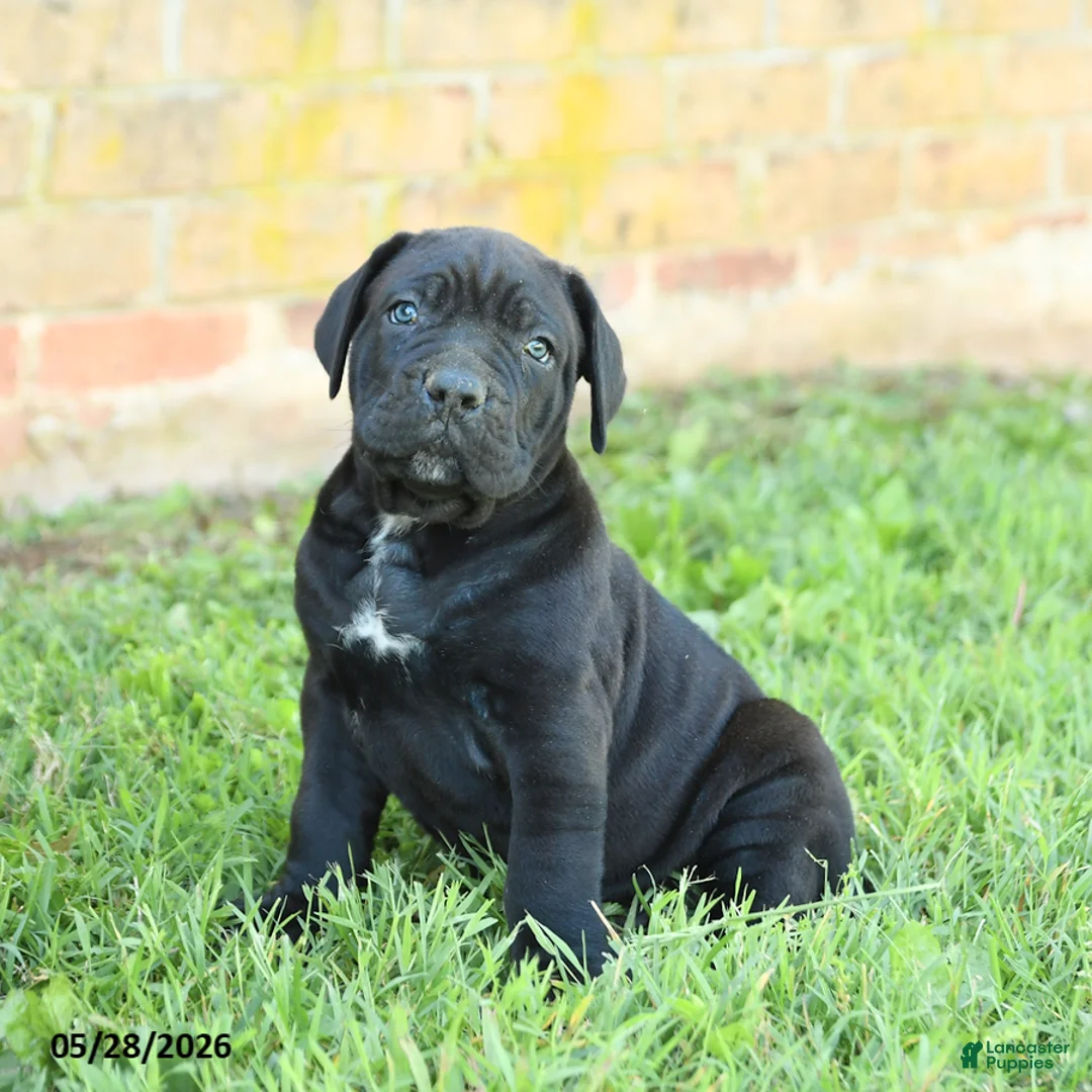 Cane Corso dogs for sale: Dallas - Ad 2