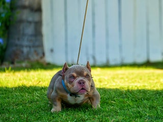 American Bully dogs - Ad 12