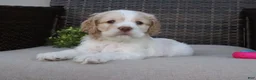 Cocker Spaniel dogs for sale: Frankie - Ad 6