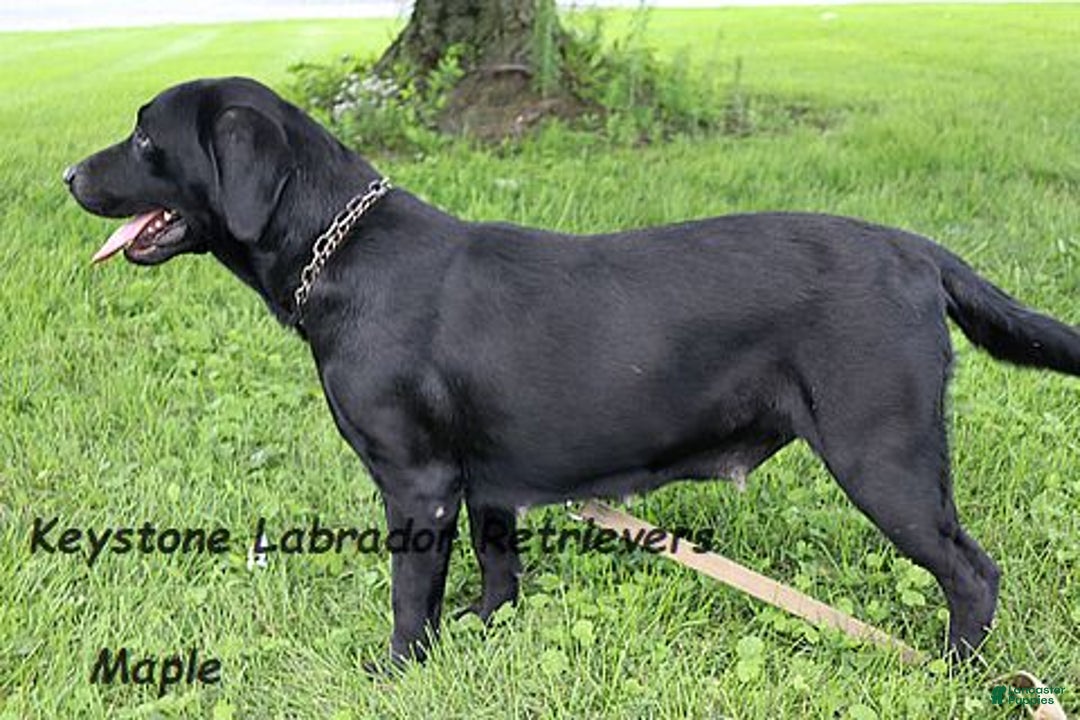 Labrador Retriever dogs for sale: Jana - Champ lines - Ad 3