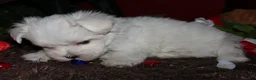 Maltese dogs for sale: Conrad - Ad 6