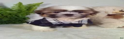 Shih Tzu dogs for sale: Max - Ad 3