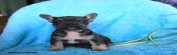 French Bulldog dogs for sale: Fergus - Ad 8