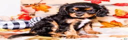 Cavalier King Charles Spaniel dogs for sale: Jojo - Ad 7