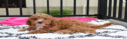Cockapoo dogs for sale: Felicity  - Ad 6