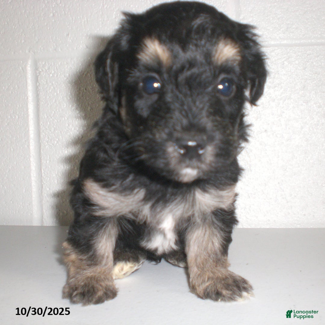 Yorkiepoo dogs for sale: Trent - Ad 18