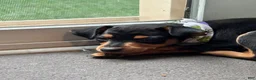 Miniature Pinscher dogs for sale: Miniature Pinscher 1 (plum) - Ad 2