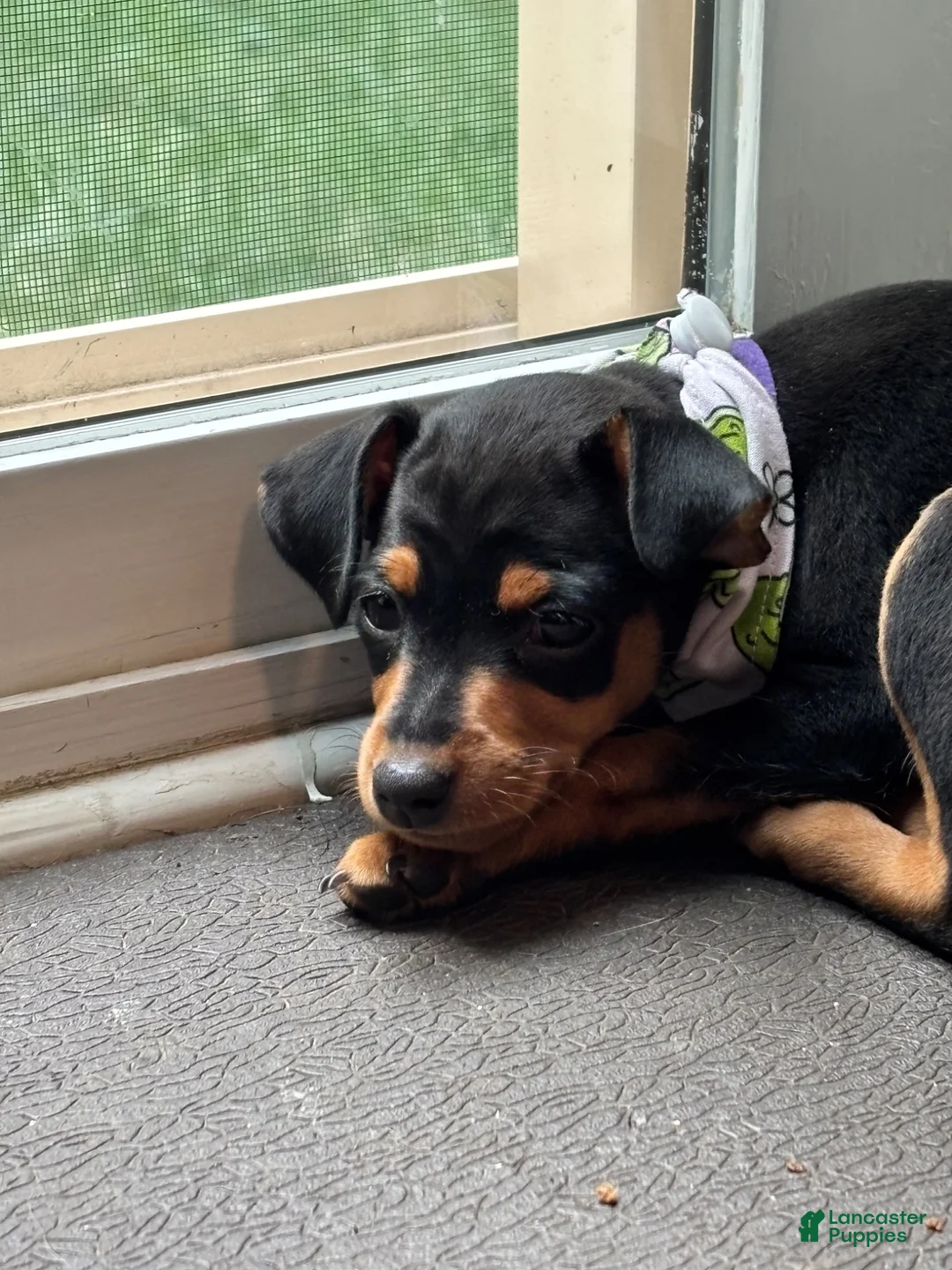 Miniature Pinscher dogs for sale: Miniature Pinscher 1 (plum) - Ad 2