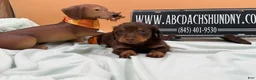 Miniature Dachshund dogs for sale: Miniature Dachshund 2 - Ad 2