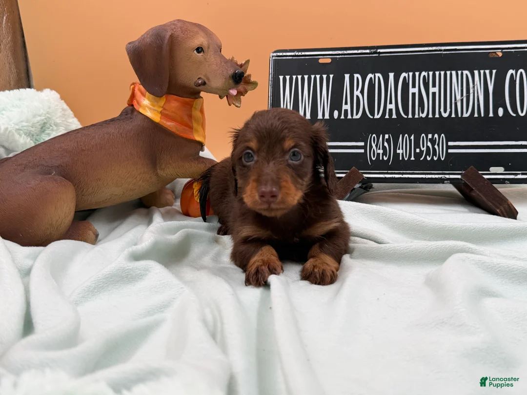 Miniature Dachshund dogs for sale: Miniature Dachshund 2 - Ad 2