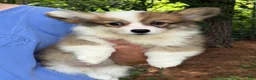 Welsh Corgi Pembroke dogs for sale: Fluffy Sable - Ad 3