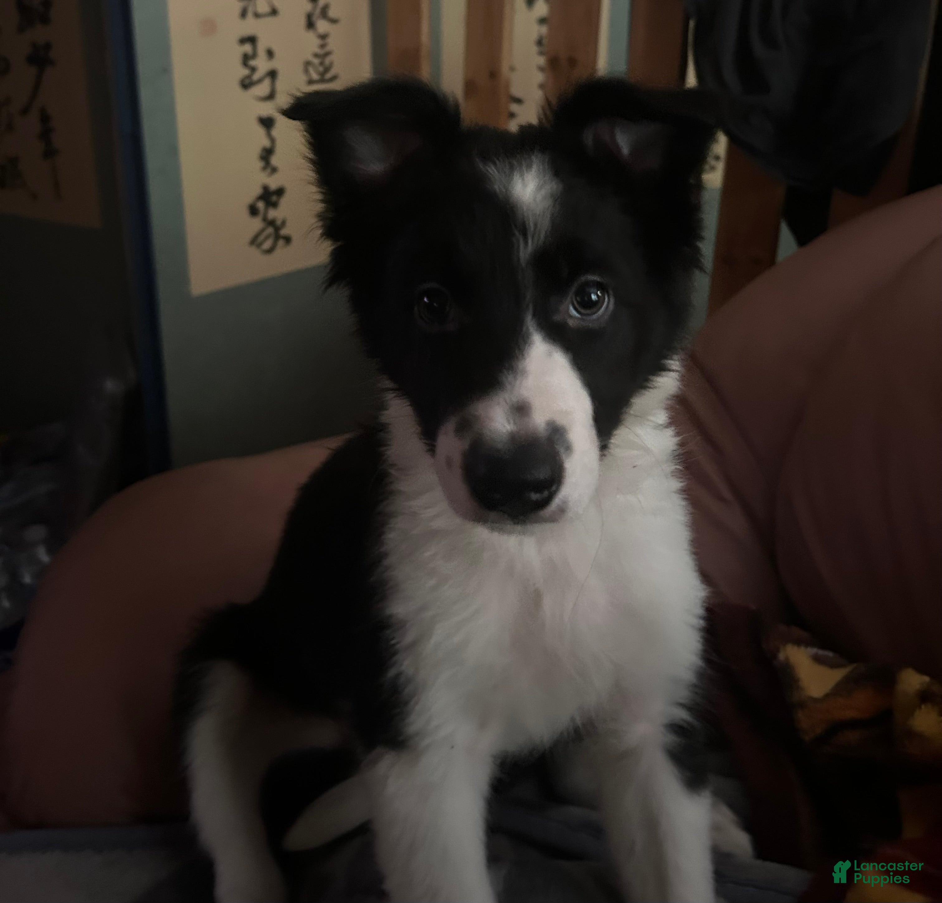 Border Collie dogs Jedi - Ad 1