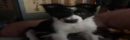 Border Collie dogs for sale: Jedi - Ad 3