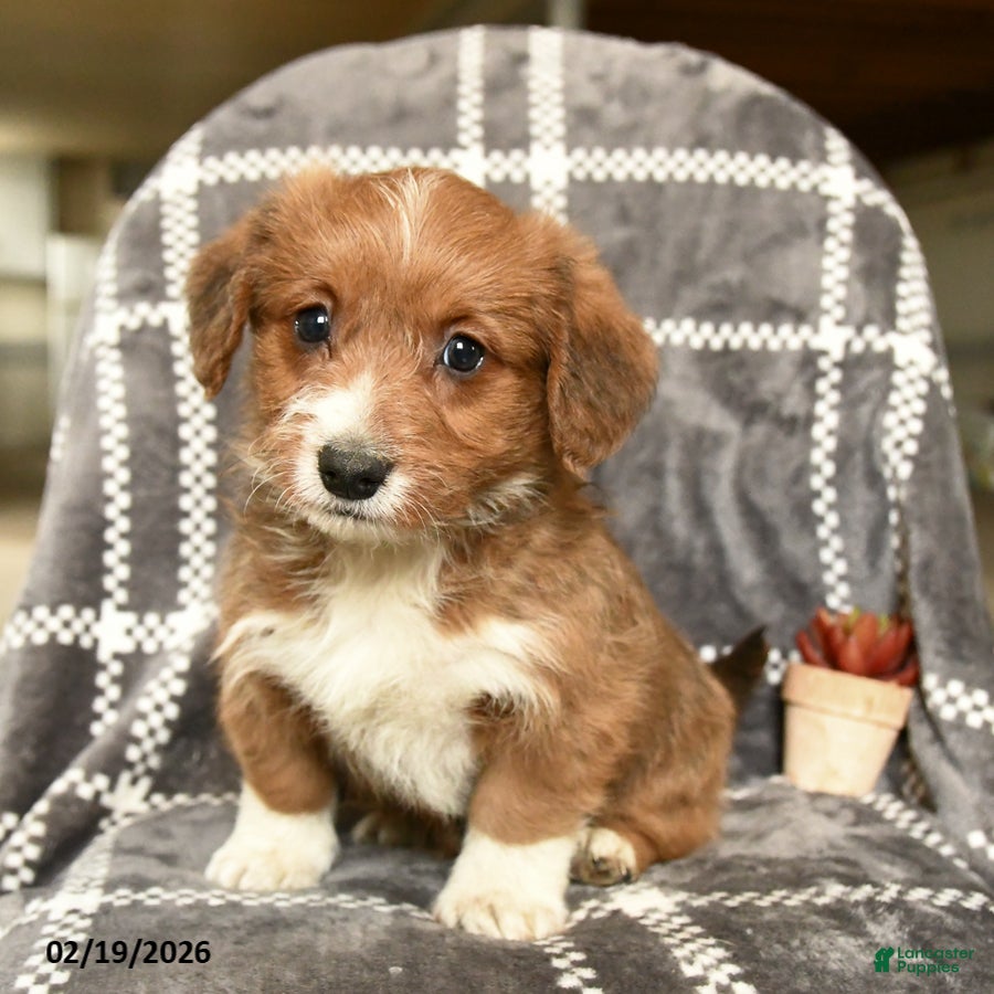 Mixed Breed dogs Duke - Ad 2