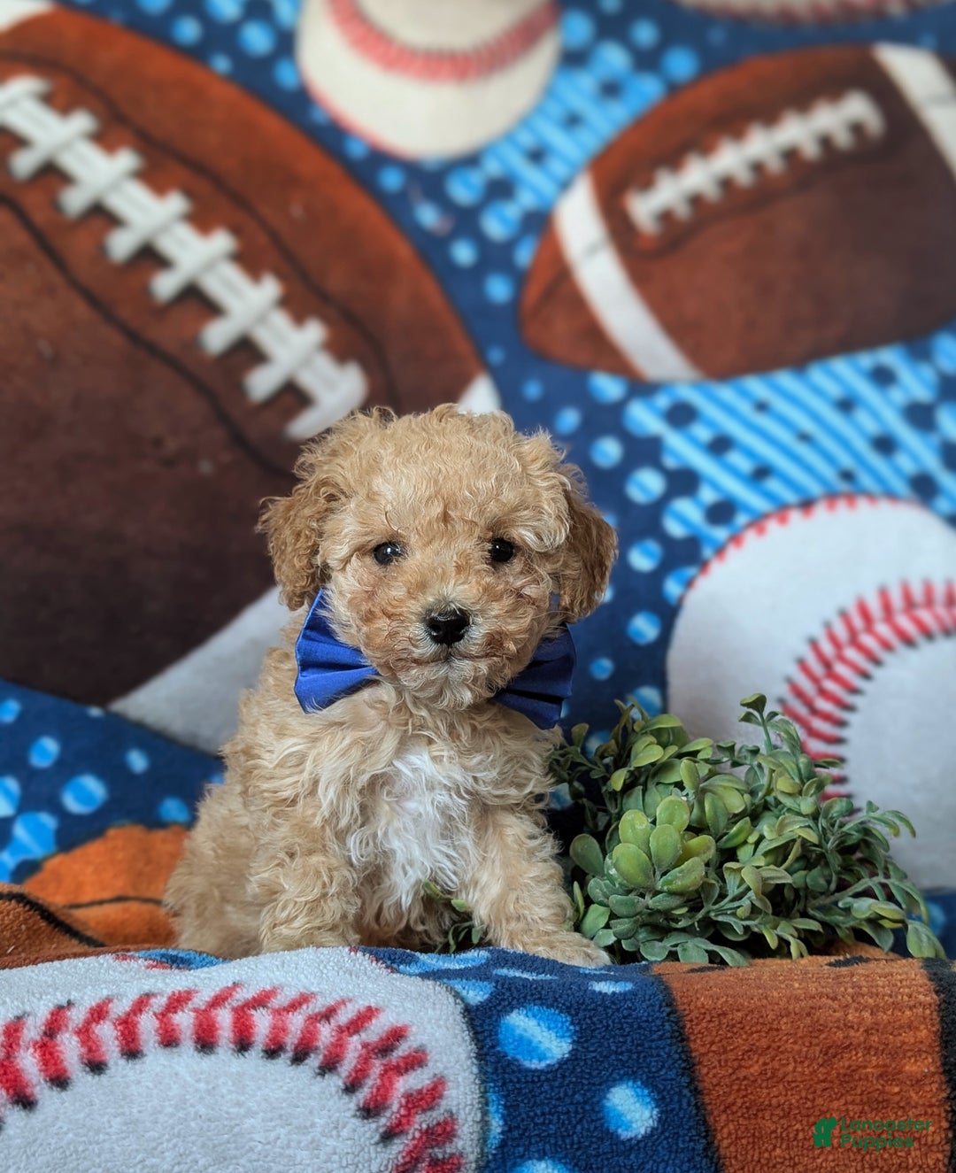 Miniature Poodle dogs for sale: Clark 9 lbs full grown - Ad 3