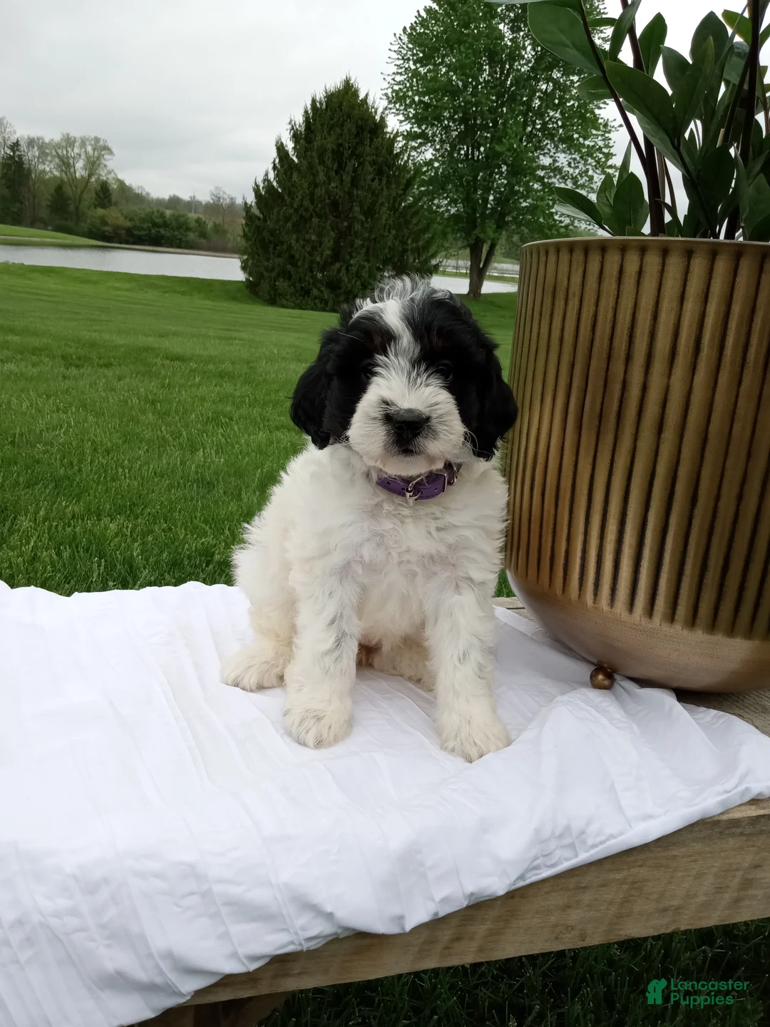 Mini Bernedoodle dogs for sale: Livia - Ad 2