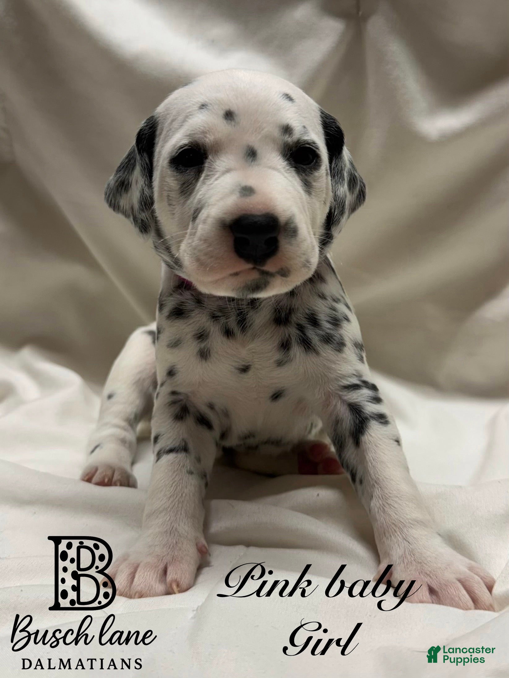 Dalmatian dogs Baby Pink - Ad 28