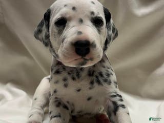Dalmatian dogs Baby Pink - Ad 28