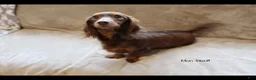 Miniature Dachshund dogs for sale: Moose - Ad 13