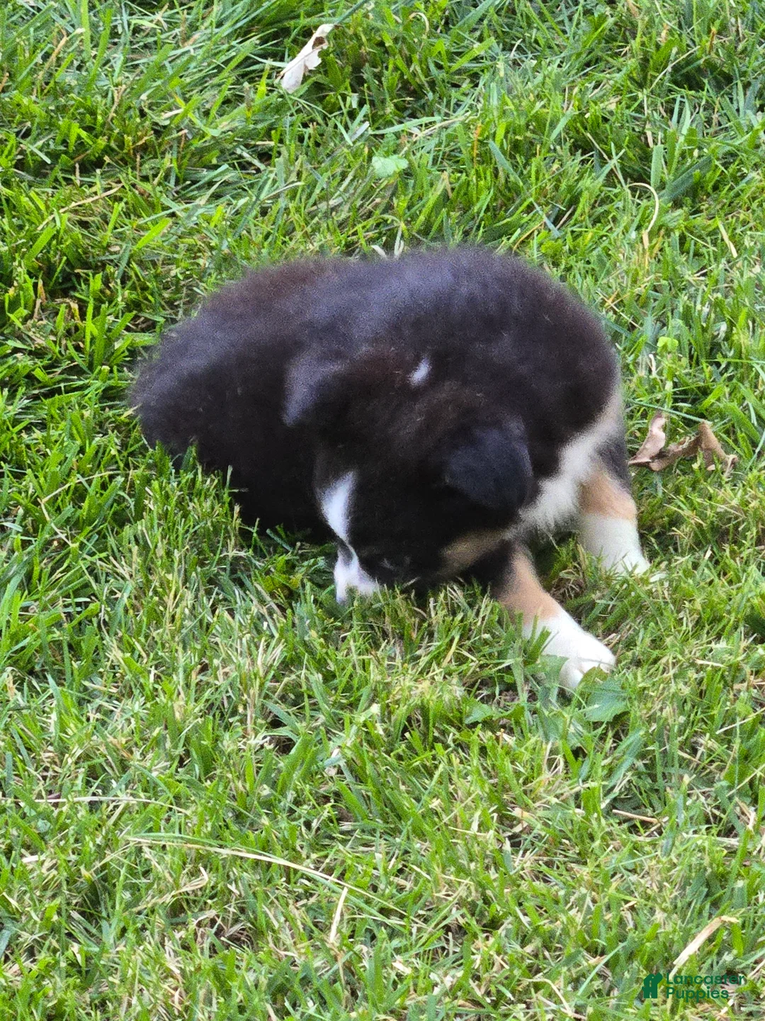 Miniature Australian Shepherd dogs for sale: Miniature Australian Shepherd 1 - Ad 2