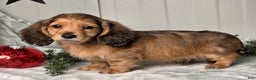 Miniature Dachshund dogs for sale: Shannon - Ad 7