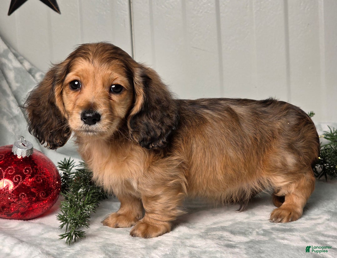 Miniature Dachshund dogs for sale: Shannon - Ad 7