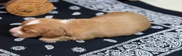 Miniature Dachshund dogs for sale: Dark cream - Blaze - Ad 17