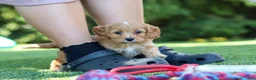 Cavapoo dogs for sale: Alexis - Ad 5