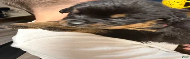 Rottweiler Puppy 10