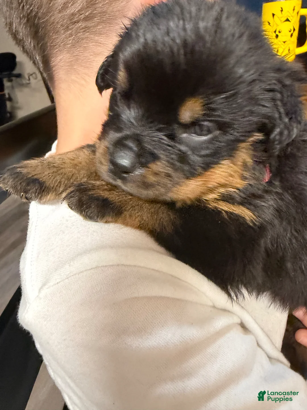 Rottweiler dogs for sale: Rottweiler Puppy 10 - Ad 1