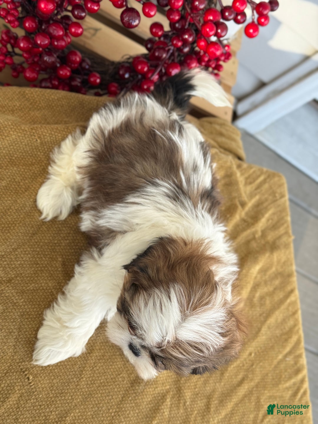 Shih Tzu dogs for sale: Poppy - Ad 6