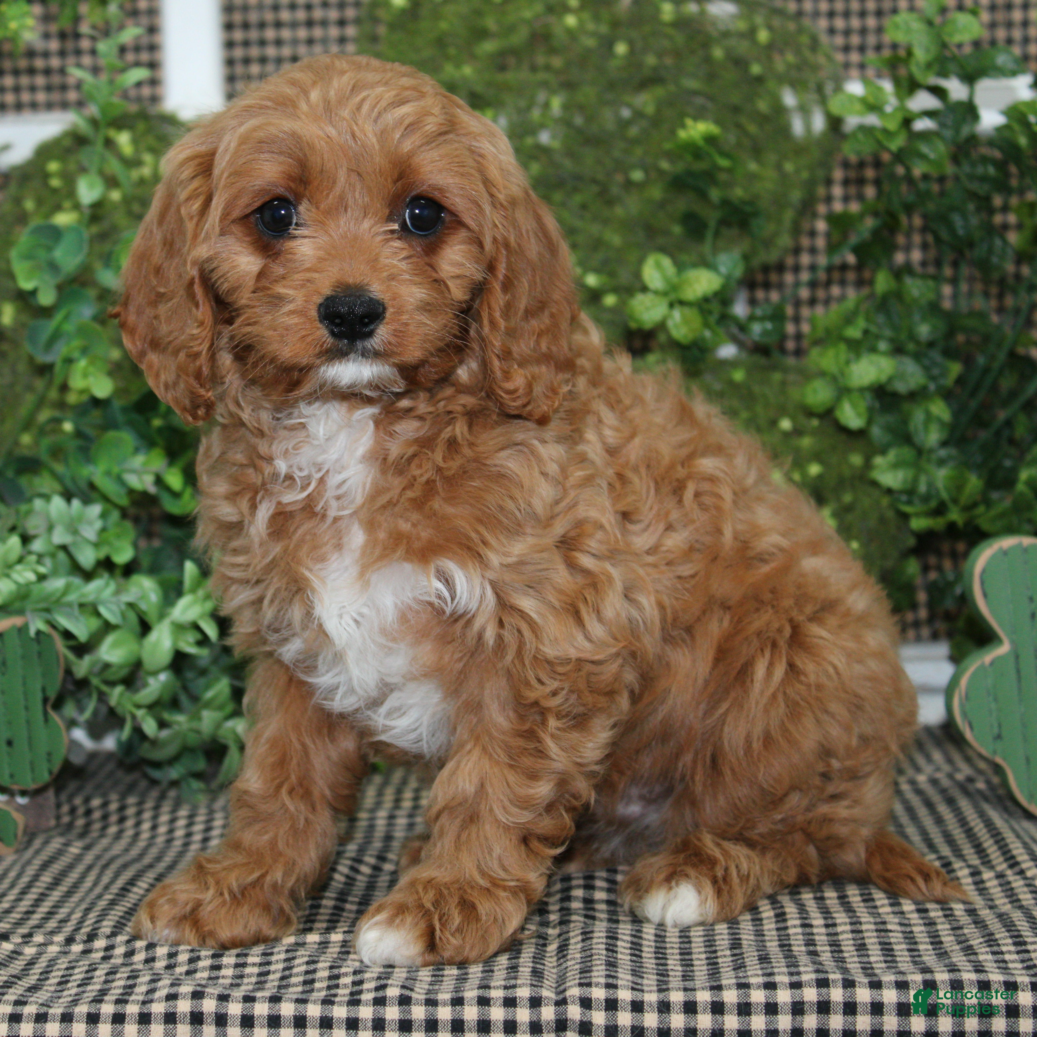Cavapoo dogs Gus - Ad 21