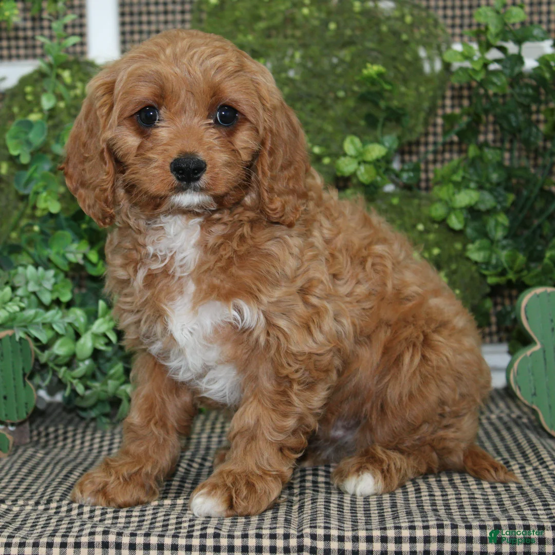 Cavapoo dogs for sale: Gus - Ad 1