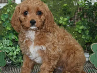 Cavapoo dogs Gus - Ad 21