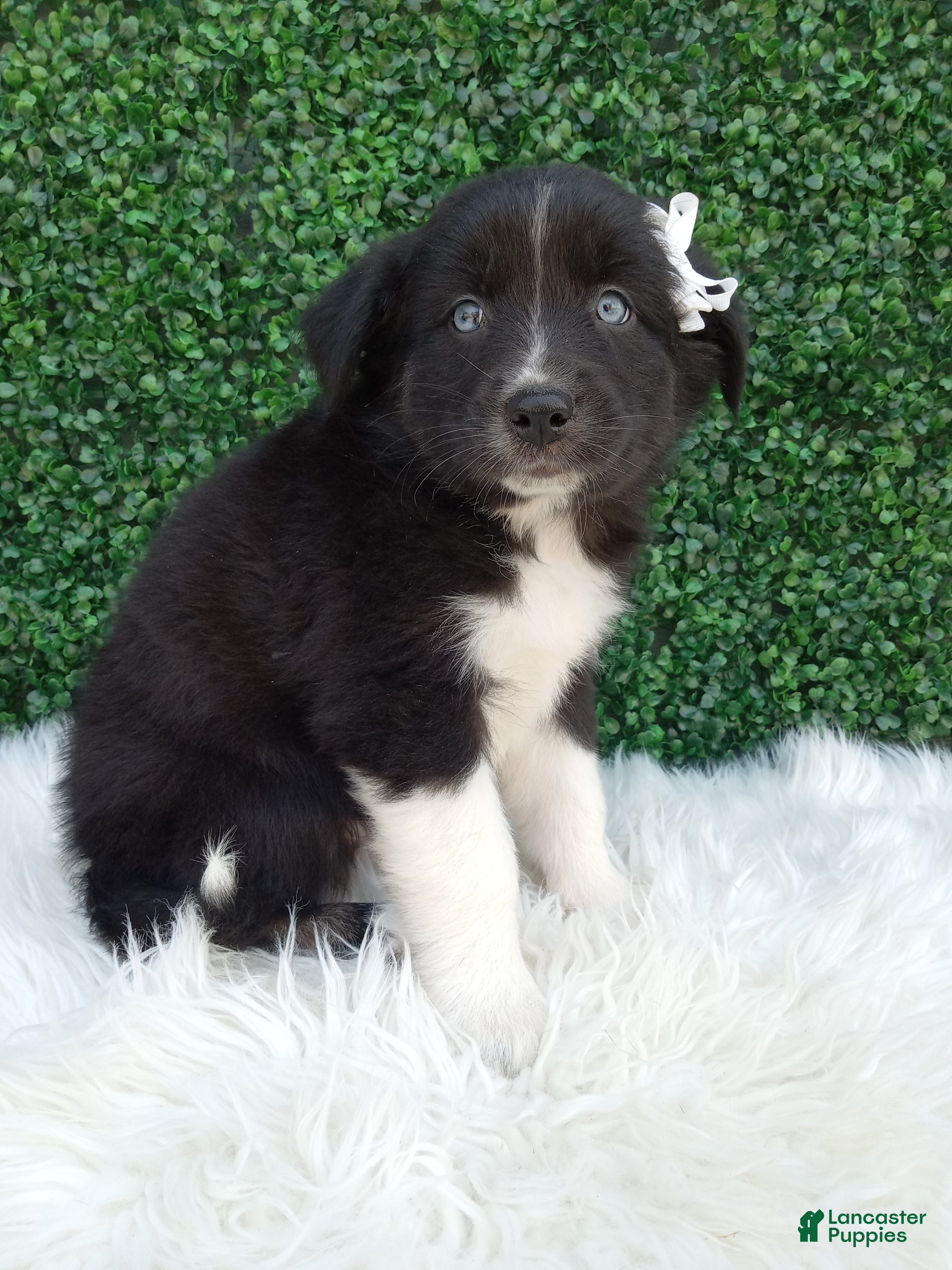 Australian Shepherd dogs Kianna - Ad 2