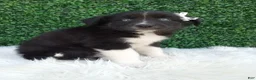Australian Shepherd dogs for sale: Kianna - Ad 2