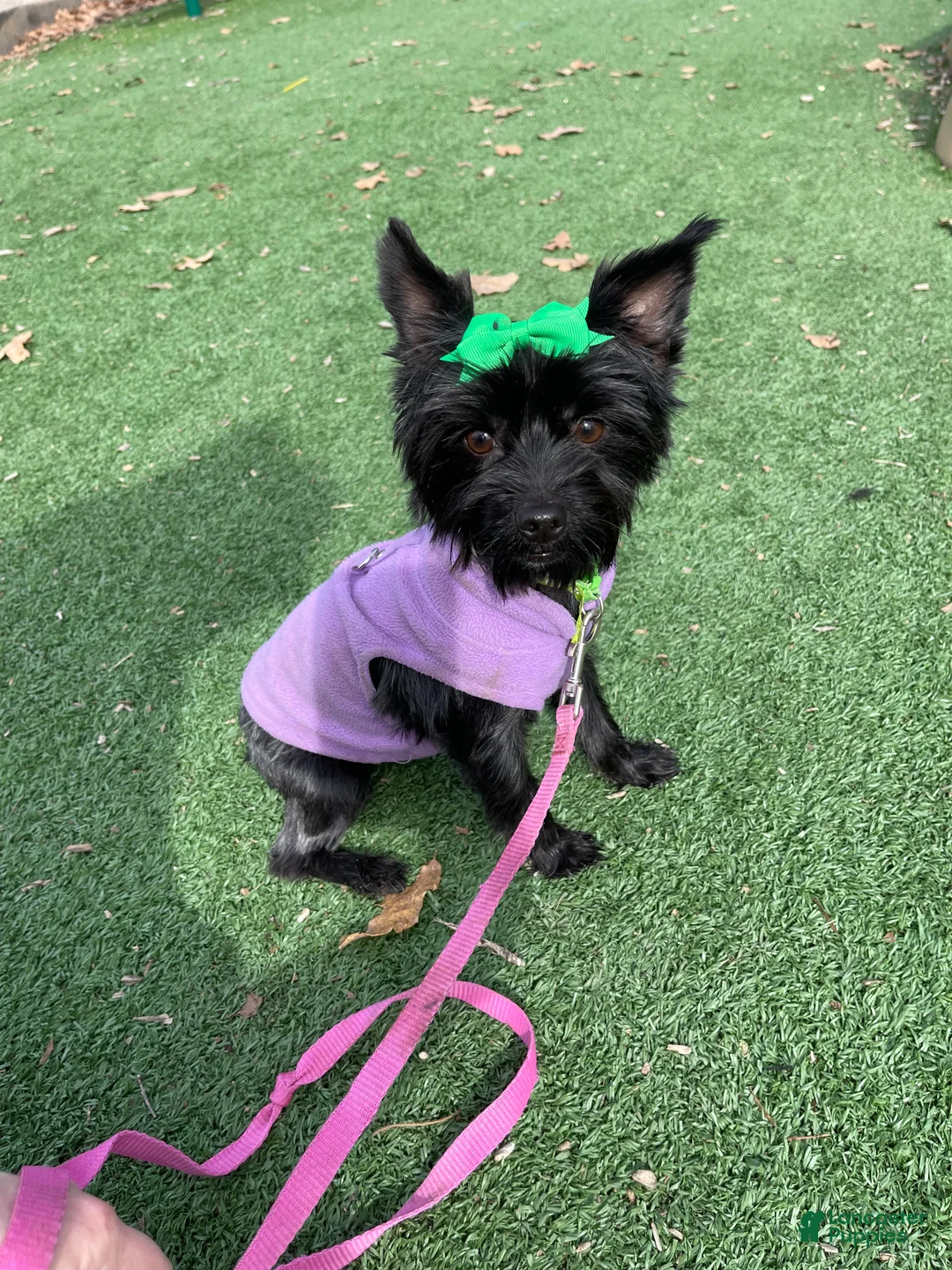 Yorkshire Terrier dogs for sale: KB Black 5 pound Mia - Ad 5