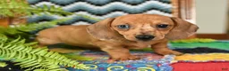 Miniature Dachshund dogs for sale: Gretel - Ad 3